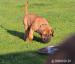 Prodej štěňátek Boerboel - Prodej