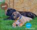 Prodej štěňátek Boerboel - Prodej