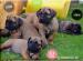 Prodej štěňátek Boerboel - Prodej
