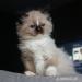 MAINE COON AND RAGDOLL KITTENS FOR SALE  - Adoption