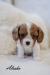Štěňata Kavalír King Charles španěl s PP - Prodej