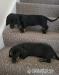 Male and Female Dachshund  - Sale