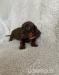Male and Female Dachshund  - Sale