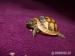 Tiliqua scincoides scincoides - Tylikva australská - Prodej