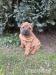 Šteniatka Sharpei, sarpej - Predaj