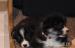 Štěňata welsh corgi pembroke s PP - Prodej