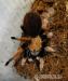 Aphonopelma bicoloratum samica ADULT - Sprzedaż