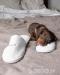 Šteniatka jazvečíka na adopciu - Darovanie