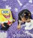 Kavalír king charles spaniel štěňátka s PP - Prodej