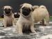 MOPS s PP.FCI. - Predaj