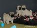 MOPS s PP.FCI. - Predaj