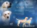 Labrador retriver s PP (smetanová) - Predaj
