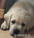 Labrador retriver s PP (smetanová) - Predaj