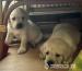 Labrador retriver s PP (smetanová) - Predaj