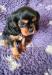 Kavalír king charles spaniel štěňátka s PP - Prodej