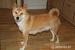 Roztomilé štěňátko Shiba Inu hledá milující domov - Prodej