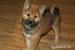 Roztomilé štěňátko Shiba Inu hledá milující domov - Prodej