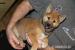 Roztomilé štěňátko Shiba Inu hledá milující domov - Prodej