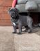 šteniatka cane corso  - Predaj