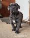 šteniatka cane corso  - Predaj