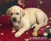 Labrador retriver s PP (smetanová) - Prodej