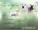 Labrador retriver s PP (smetanová) - Prodej
