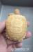 Albino Sulcata Tortoises - Sale