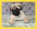 MOPS s PP.FCI. - Predaj