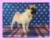 MOPS s PP.FCI. - Predaj