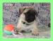 MOPS s PP.FCI. - Predaj