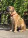 Bullmastiff - Sprzedaż