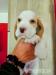 Beagle pejsek s PP - Prodej