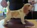 Beagle pejsek s PP - Prodej
