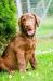 Hnědý retriever(jako hnědý labrador-chesapeake)sPP - Prodej