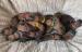Rhodesian Ridgeback - Prodej
