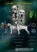 Dalmatian puppies FCI - Eladás