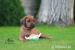 Rhodesian Ridgeback - Predaj