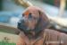 Rhodesian Ridgeback - Predaj