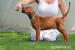Rhodesian Ridgeback - Predaj