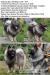 Německý špic vlčí / keeshond prodám štěňata s PP - Predaj