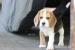 Beagle szczeniaczki ZKwP FCI - Sprzedaż