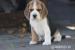 Beagle księżniczka po Championie  ZKwP (FCI) - Sprzedaż