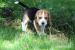 Beagle księżniczka po Championie  ZKwP (FCI) - Sprzedaż