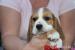 Beagle księżniczka po Championie  ZKwP (FCI) - Sprzedaż