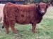 prodám plemenné jalovice Galloway - Prodej