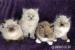 Ragdoll-Kätzchen suchen ein neues Zuhause. - Verkauf