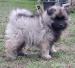 Wilczyszpic / keeshond rodowodowe szczenieta - Sprzedaż