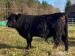 Prodám plemenného býka Galloway - Prodej