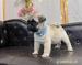 Pug puppy - Eladás