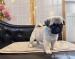Pug puppy - Eladás